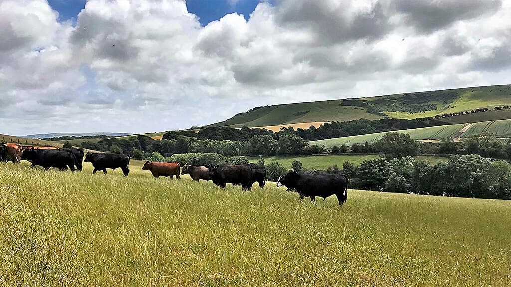 Cattle to the east of Housedean Farm