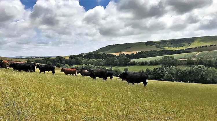 Cattle to the east of Housedean Farm