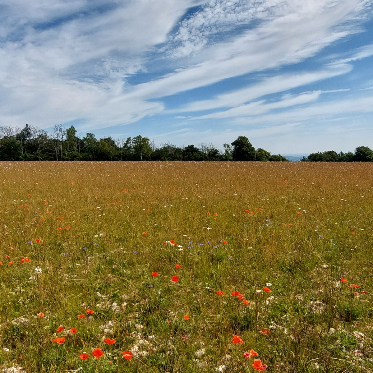 Day 4 Cocking to&nbsp;Amberley